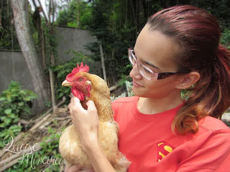 Minha primeira galinha: a Couve 🐣 Minha primeira galinha: a Couve 🐣 1