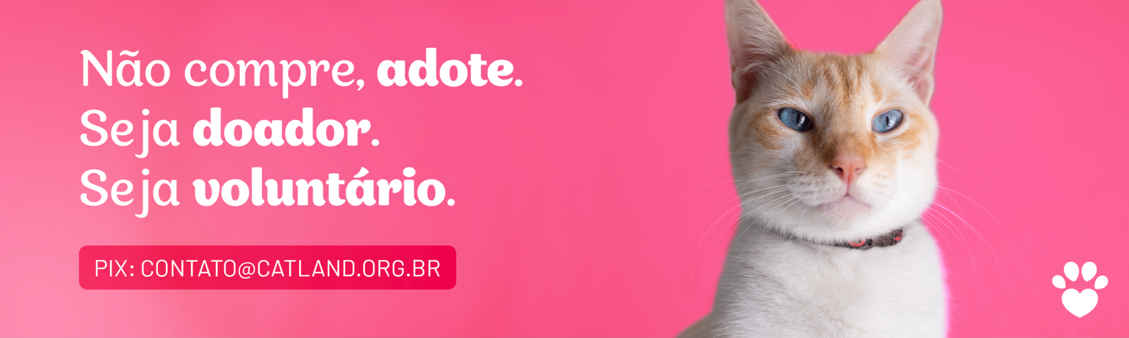 Visitando a Catland em São Paulo Visitando a Catland em São Paulo 2