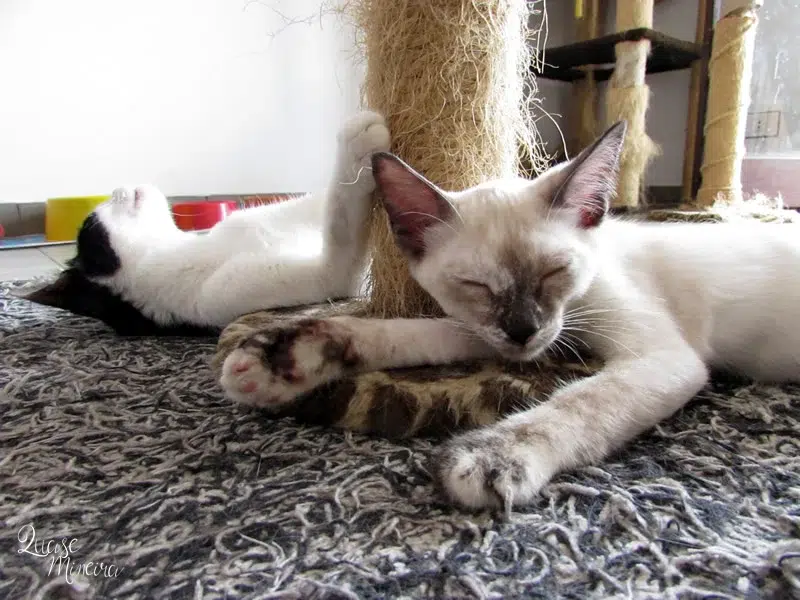 Visitando a Catland em São Paulo Visitando a Catland em São Paulo 3