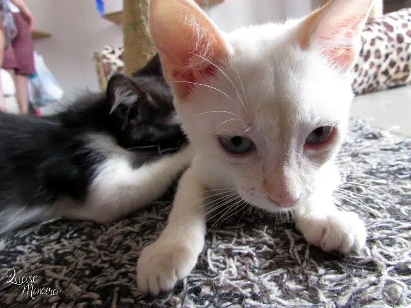 Visitando a Catland em São Paulo Visitando a Catland em São Paulo 4