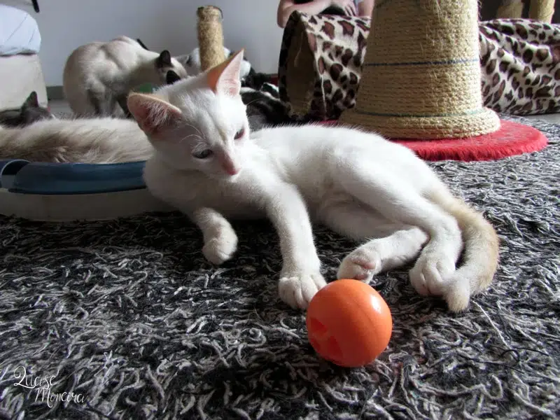 Visitando a Catland em São Paulo Visitando a Catland em São Paulo 5