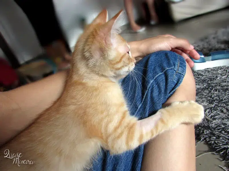 Visitando a Catland em São Paulo Visitando a Catland em São Paulo 6