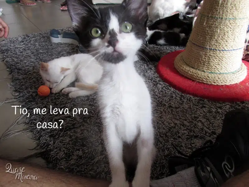 Visitando a Catland em São Paulo Visitando a Catland em São Paulo 7