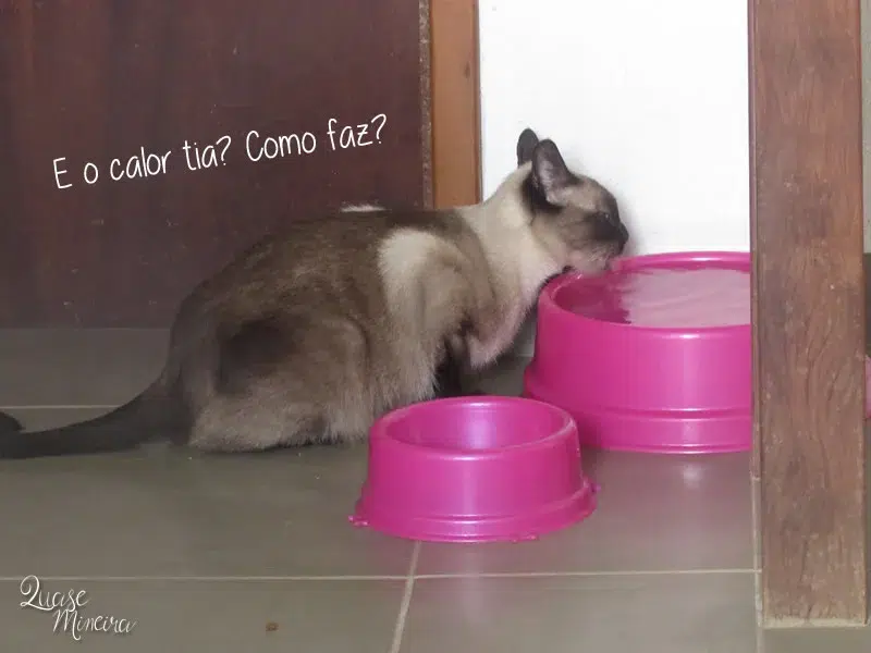 Visitando a Catland em São Paulo Visitando a Catland em São Paulo 8