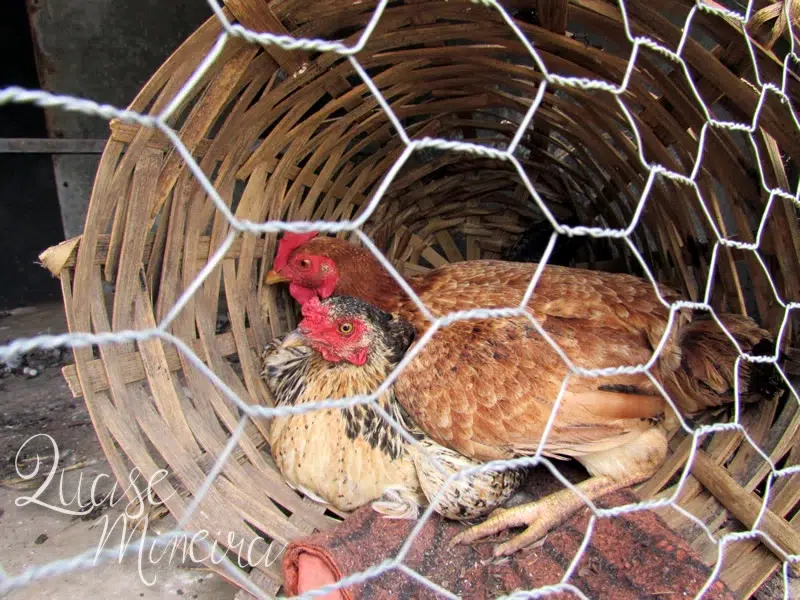 O que tem no quintal de casa... 13
