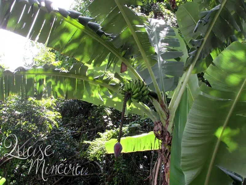 O que tem no quintal de casa... 14