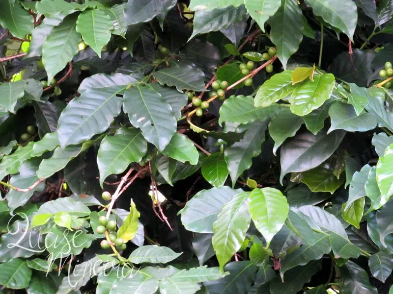 O que tem no quintal de casa... 15