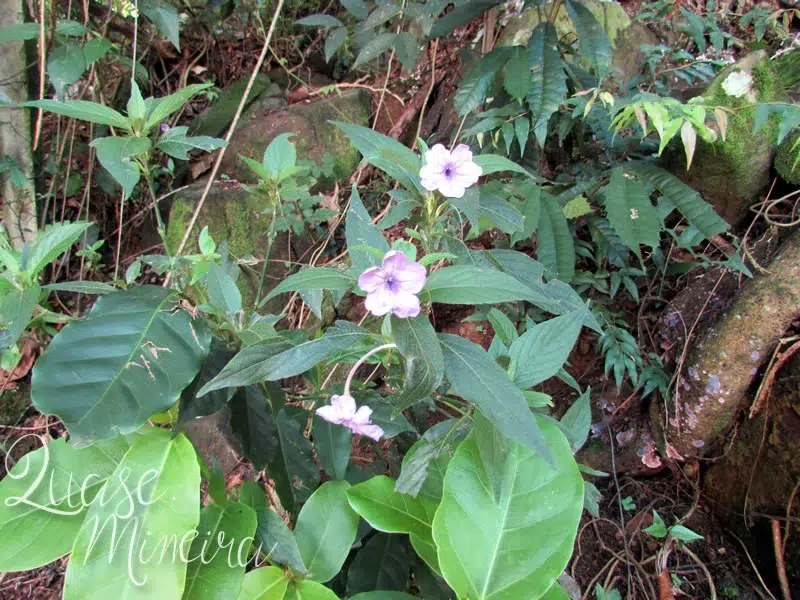 O que tem no quintal de casa... 16