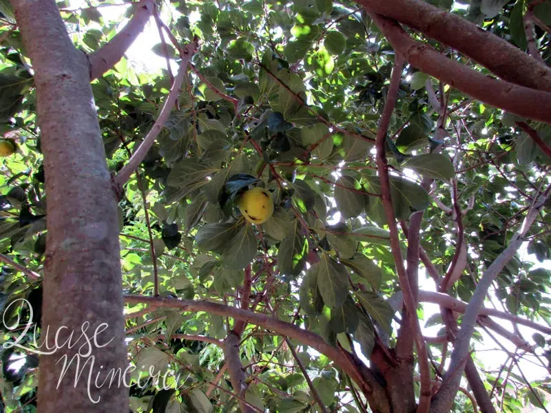 O que tem no quintal de casa... 17