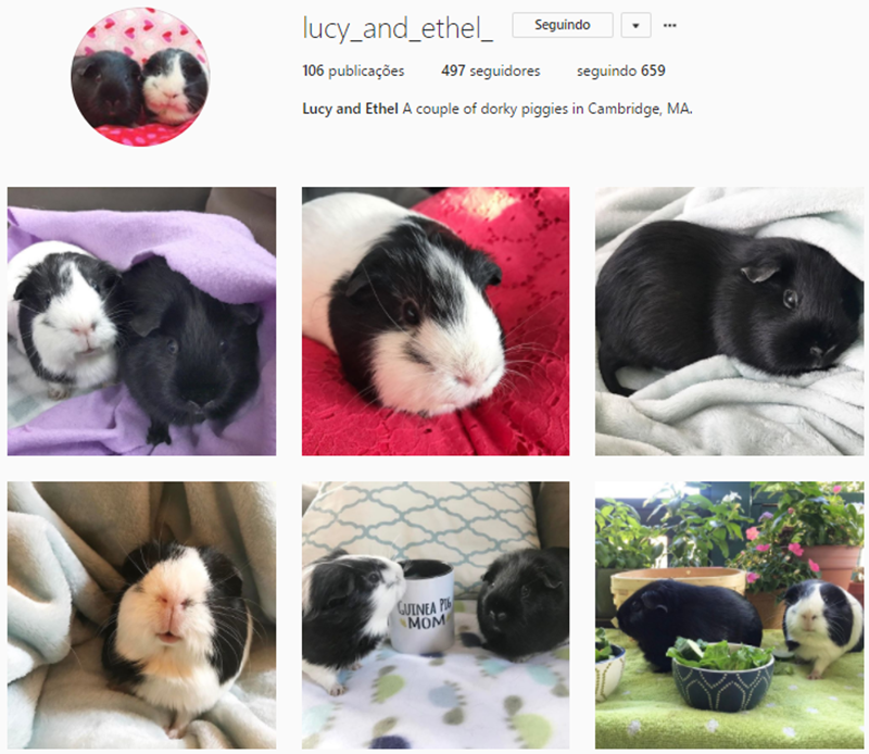 5 feed's de Porquinhos-da-índia para seguir no Instagram 2