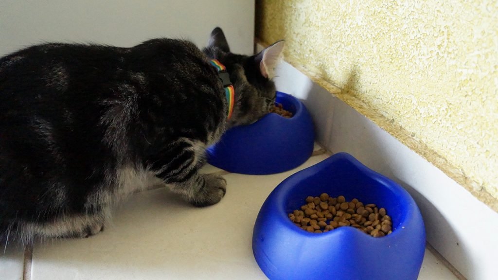 Tequila e nada de gato sozinho 3